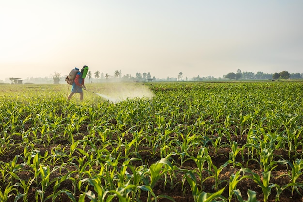 Asian farmer working in the field and spraying chemical or fertilizer to young green corn field