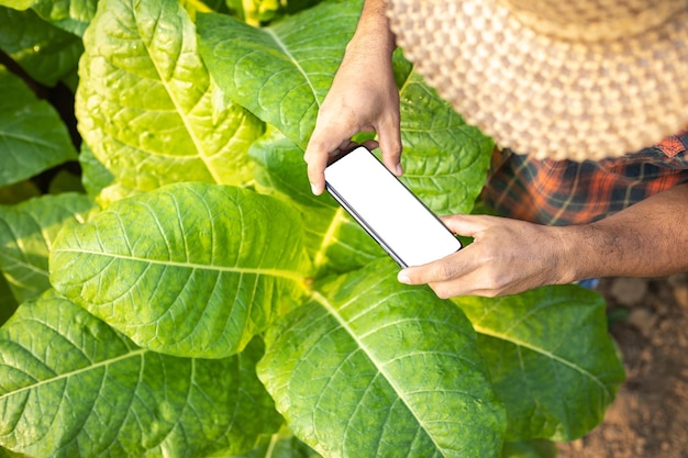 Asian farmer working in the field of tobacco tree to take care or checking on tobacco leaf after planting