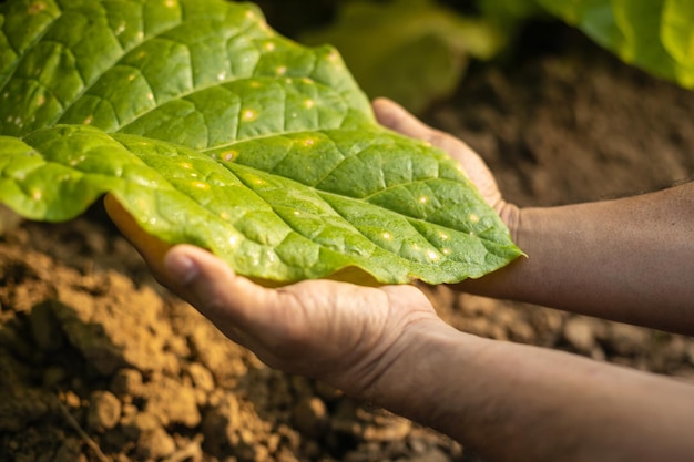 Asian farmer working in the field of tobacco tree to take care or checking on tobacco leaf after planting