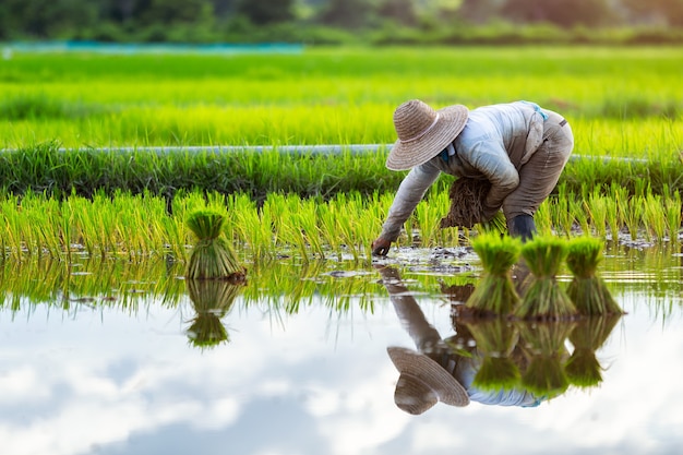 Asian farmers grow rice in the rainy season. 