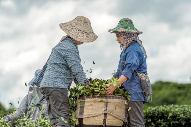 Asian farmers packing the tea leaves into a large basket To send to product processing plant