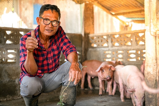 Asian farmers raise pigs on the farm.