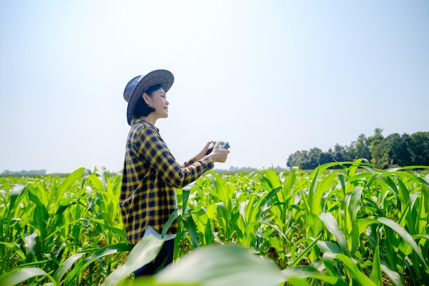 Asian female farmer in striped shirt piloting a drone at a corn field