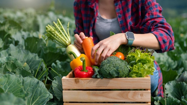 Asian female farmer working early on farm holding wood basket of fresh vegetables and tablet