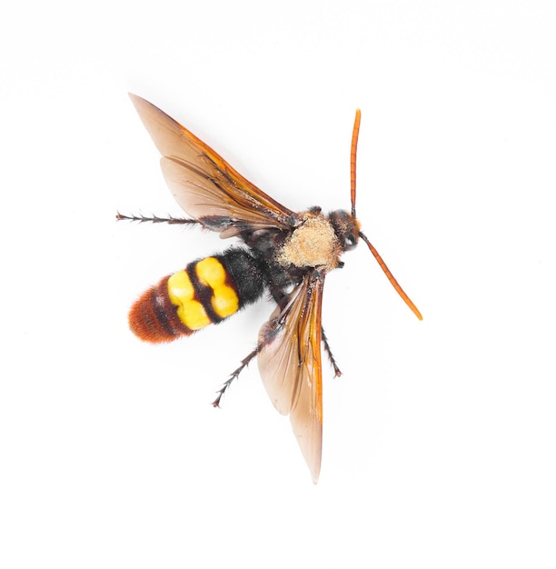 Asian Giant Hornet Isolated on White Background