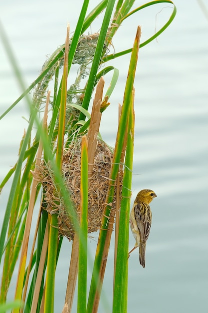 The asian golden weaver bird in nature.