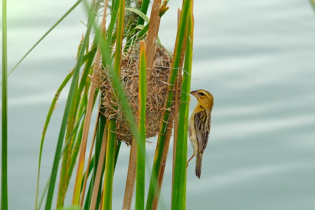 The asian golden weaver bird in nature.