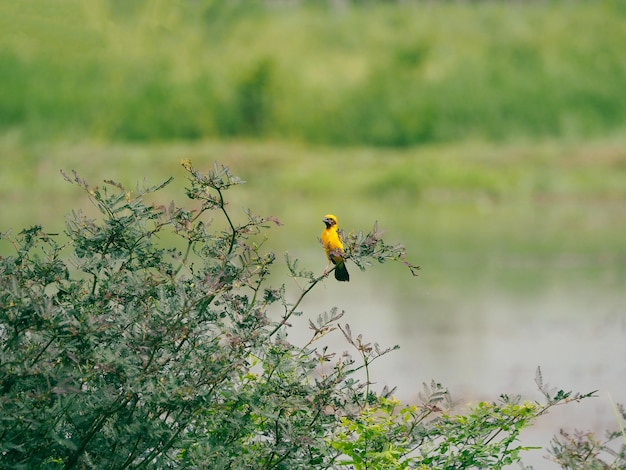 Asian Golden Weaver Birds