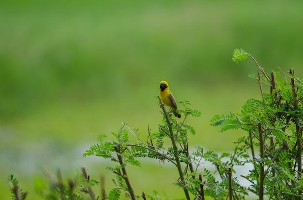 Asian Golden Weaver on the branches