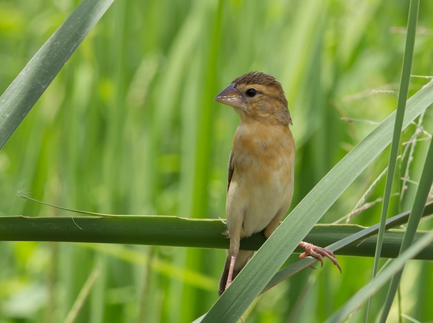 Asian Golden Weaver female on the rice field in Thailand