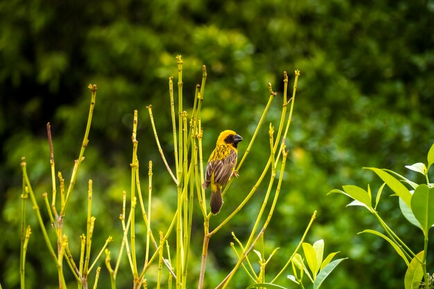 Photo asian golden weaver perching on grass stem in paddy field ploceus hypoxanthus bird in tropical forest