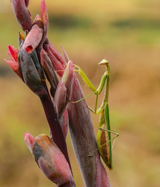 Asian grass mantis