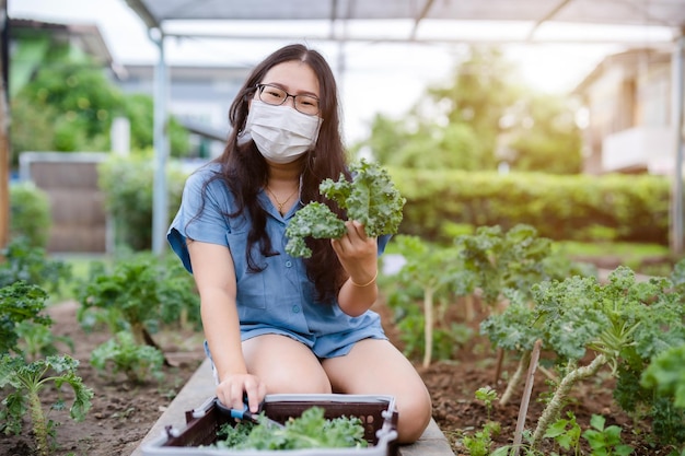 Asian happiness Young farmer woman wearing protective mask and green fresh kale in basket in a vegetable organic garden on the farm at home useful for health and High in antioxidants