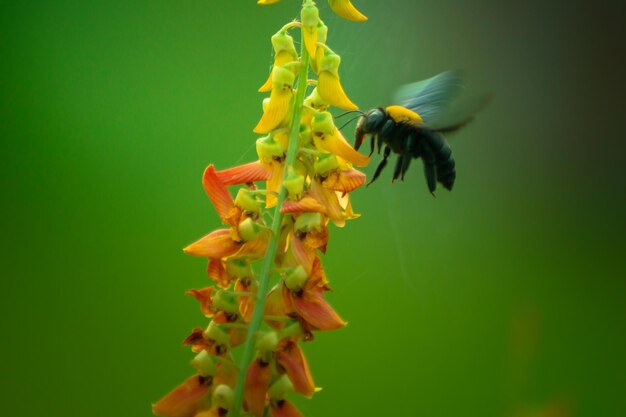 Asian landscape in indonesia morning with honey bees flying on flowers