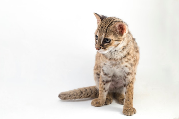 The asian leopard cat isolated on white