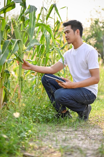 An Asian male farmer or farm owner inspecting the quality of corn in his farm