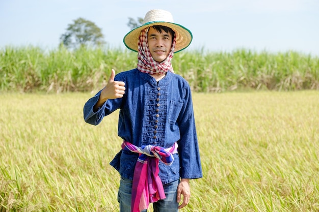 Asian male farmer wearing a blue shirt wearing a hat standing and posing thumb up with a smiling face at the rice field