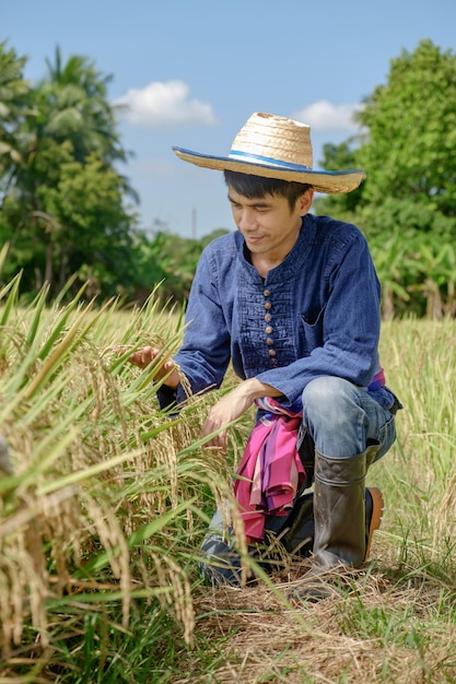 Asian male farmer wearing traditional blue dress Sitting looking rice in the middle of the field