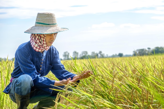 Asian male farmer wearing traditional blue dress Sitting looking rice in the middle of the field