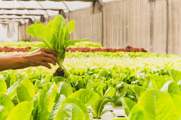 Asian male farmers hands with fresh lettuce in organic farm