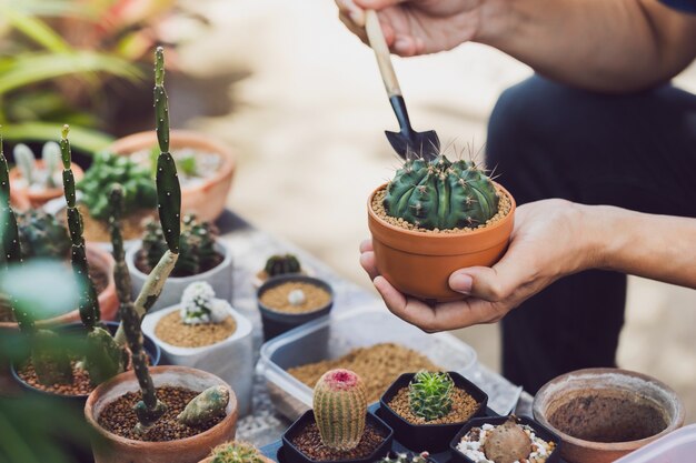 Asian man Cactus collector planting green tree in new pot in backyard garden at home.New normal lifestyle concept of working from home.