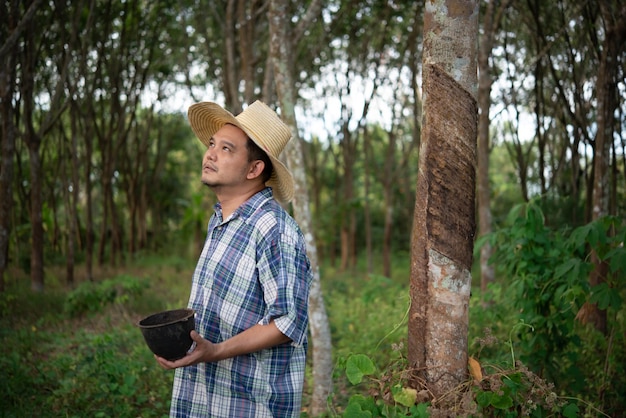 Asian man farmer agriculturist unhappy from low yield productivity at rubber tree plantation with Rubber tree in row natural latex is agriculture harvesting natural rubber for industry in Thailand