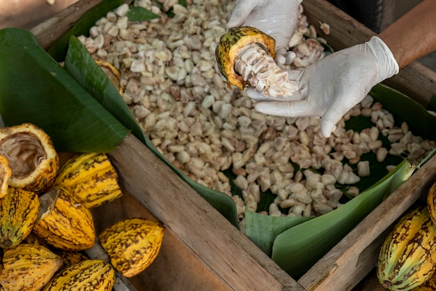 Asian man farmer from working in the countryside for cocoa production. The workers are extracting and washing cocoa beans in order to dry them. In a rural scene of agriculture, cacao beans fermented.