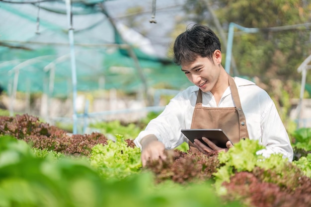 Asian man farmer working in organic vegetables hydroponic farm Male hydroponic salad garden owner checking quality of vegetable in greenhouse plantation Food production business industry concept