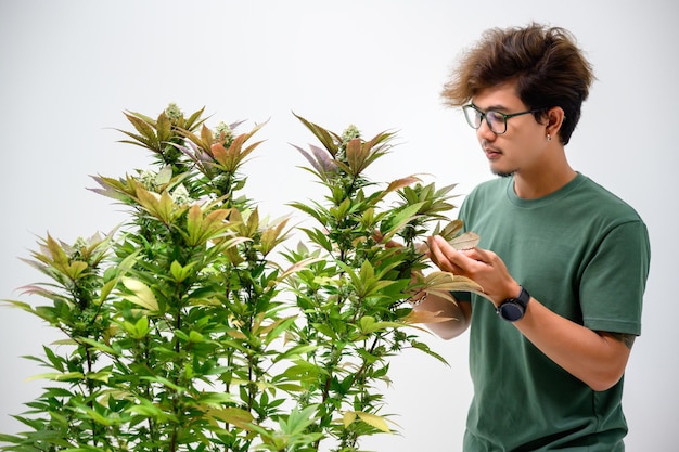 Asian man holding a bouquet of cannabis flowers enjoying the smell of cannabis flowers Cannabis strains with high CBD content