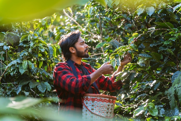 Asian man picking coffee beans Coffee farmer is harvesting coffee berries