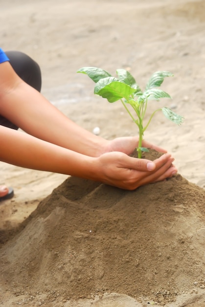 Asian man's hand holding seed tree for planting into soil.