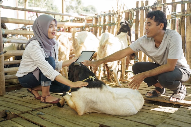 Asian muslim veterinarian medical check up farm animal. doctor check the goat health