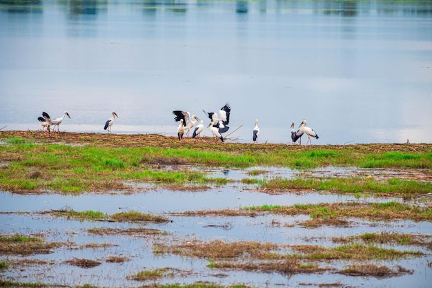 Asian openbill stork Anastomus oscitans is a large wading bird in the stork family Ciconiidae This distinctive stork is found mainly in the Indian subcontinent and Southeast Asia