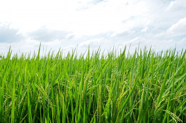 Asian organic Jasmine Rice in the green paddy rice field.