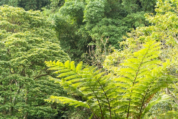 Asian plant located in Bandung, Indonesia