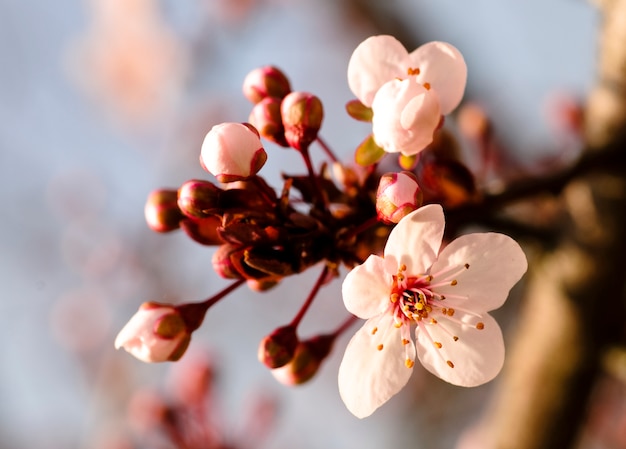 Asian plum blossom macro. Shallow deep of field. Focus on stamens