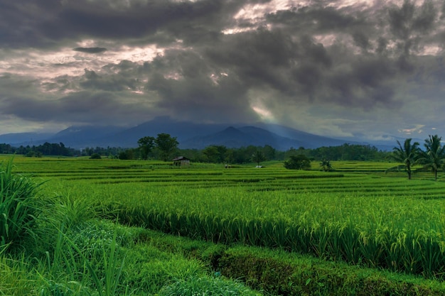 Asian rice field terraces at morning mountains landscape paddy plantation