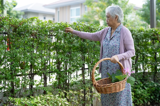 Asian senior or elderly old lady woman taking care of the garden work at home, hobby to relax and exercising with happy.