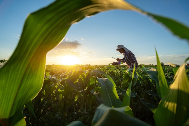 Asian senior farmer working in the agricultural garden of Corn field at sunset agriculture