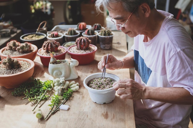 Asian senior man planting cactus in planting pot