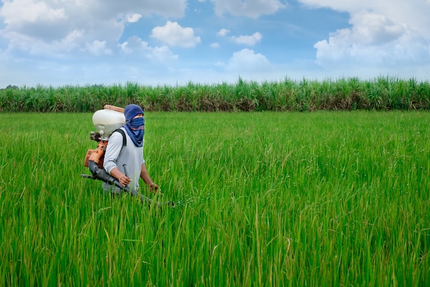 Asian Thai farmer to chemical fertilizers Equipment on the fields