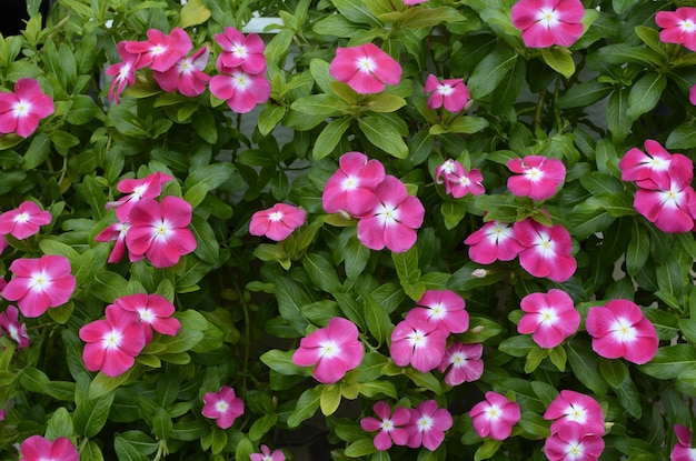 asian tropical flower