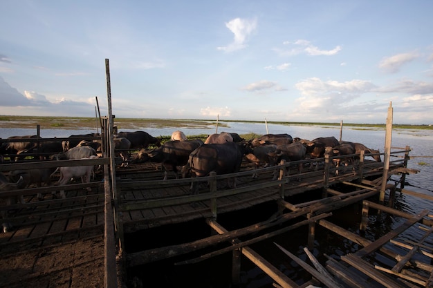 Asian Water Buffalo ,Kalimantan's wild nature