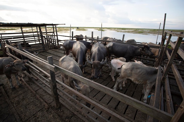 Asian Water Buffalo ,Kalimantan's wild nature