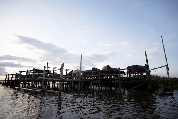 Asian Water Buffalo ,Kalimantan's wild nature