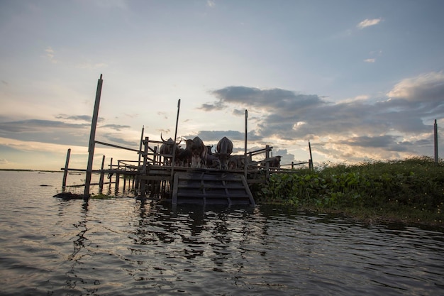 Asian Water Buffalo ,Kalimantan's wild nature