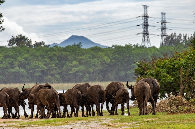 Asian water buffalo with black bird on his head walking on the field with rope in the nose