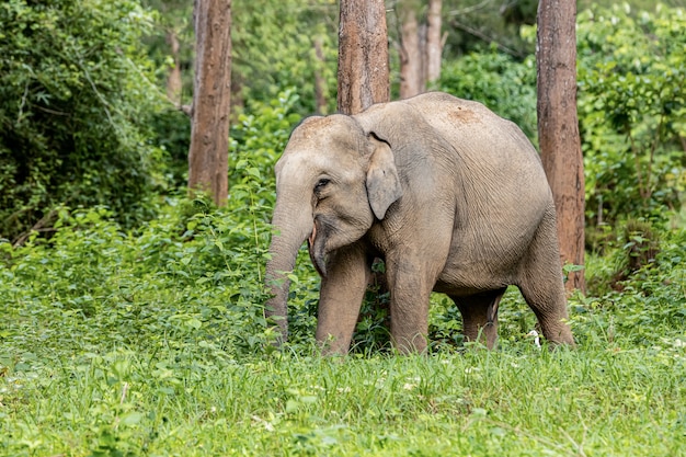 Asian wild elephants look very happy with food in the rainy season