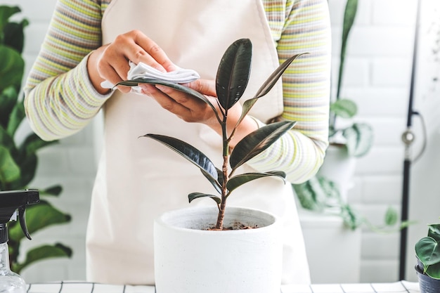 Asian Woman caring for Cleaning leaves in the morning at home houseplant care concept