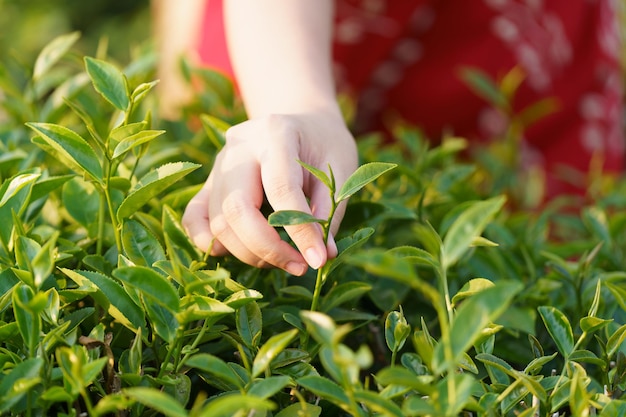 Asian woman hand picking up the tea leaves from the tea plantation the new shoots are soft shoots Water is a healthy food and drink as background Healthcare concept with copy space